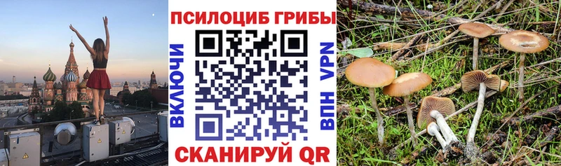 Купить где  Венёв  Галлюциногенные грибы Psilocybine cubensis 